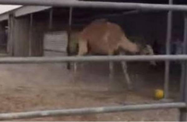 شاهد جمل يلعب كرة قدم  (فيديو)