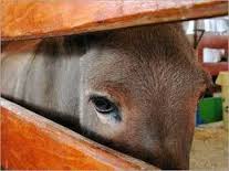 حقائق حزينة لا تعرفها عن عالم الحيوان..