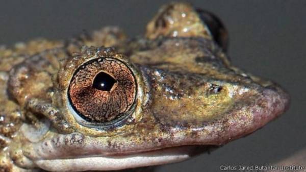 ضفدع سام يحقن ضحاياه بأشواك قاتلة فوق رأسه