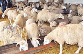 اعلانات مضللة لأسعار زهيدة للأضاحي والرقابة غائبة