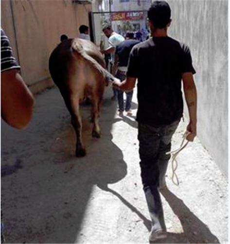بالصور.. ثور هائج في إربد