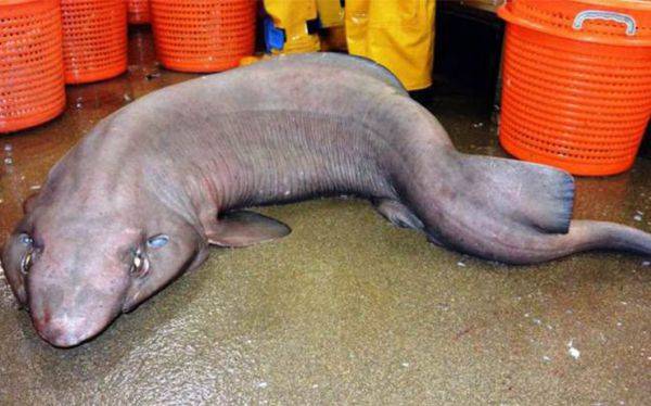 اكتشاف مخلوق نادر في المحيط الأطلسي