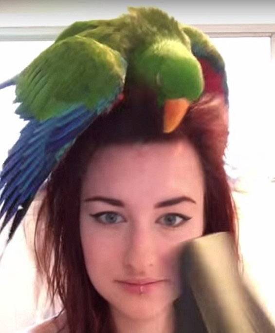 بالفيديو: ببغاء يعشق الجلوس أمام مجفف الشعر كل صباح