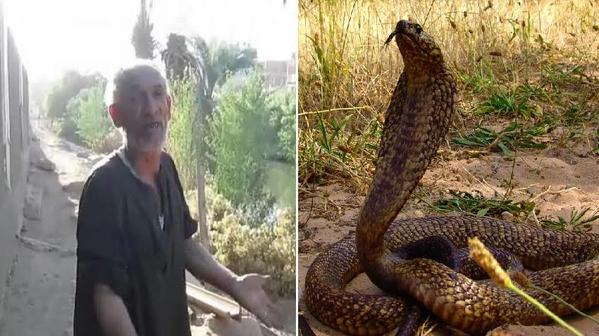 حية كوبرا تطارد أسرة في جنوب مصر