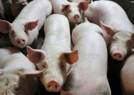تعديل جيني يسمح للخنازير بـالتبرع بأعضائها للإنسان مستقبلا