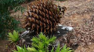 أمريكي يطالب بـ 5 مليون دولار بسبب كوز صنوبر