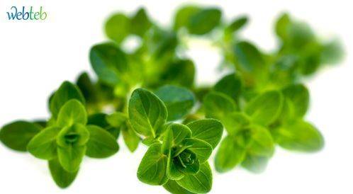 »فوائد الزعتر: مضاد حيوي دون مضاعفات!