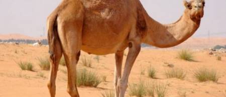 ما لا تعرفه عن الجمل .. يقتل أي أحد في حالة واحدة فقط