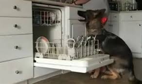 بالصور... كلب يغسل الأطباق ويساعد صاحبته في الأعمال المنزلية!!