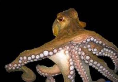 فتاة حامل.. بـ” أخطبوط حي”