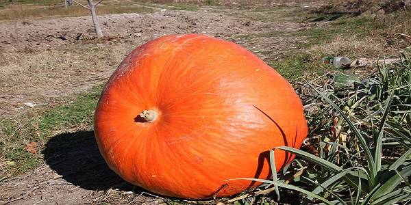 بالصور  يقطينة تزن 96 كيلو في حديقة مزارع تركي