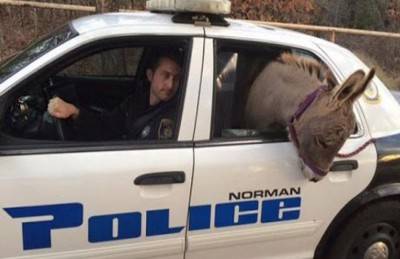 ما حكاية الحمار الأمريكي ؟؟