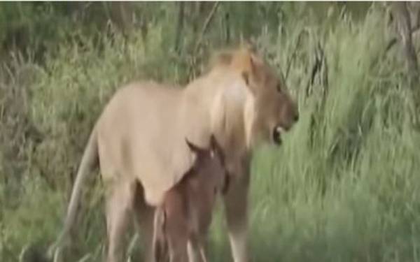 فيديو.. أسد يرفض افتراس عجل صغير استغاث به