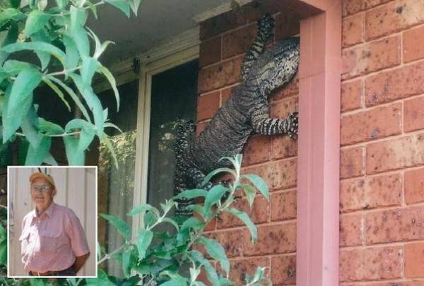 شاهدوا السحلية العملاقة ..