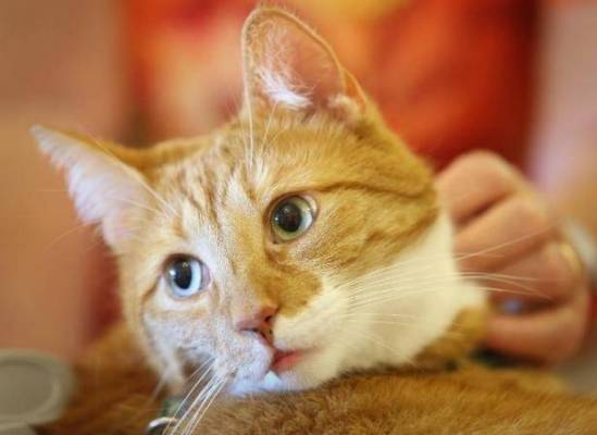 هذا ما سيحصل.. اذا قصصنا شوارب القطط!!