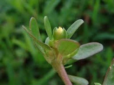 ما النبتة التي تقتل السرطان وتقضي نهائياً على الكوليسترول‎؟