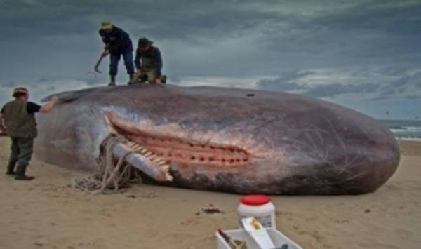 فيديو: أغرب 10 حوادث حول العالم