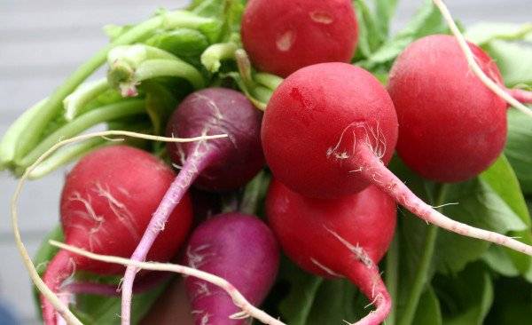 الفجل .. ينشّط الكبد و ينظّم السكر في الدم