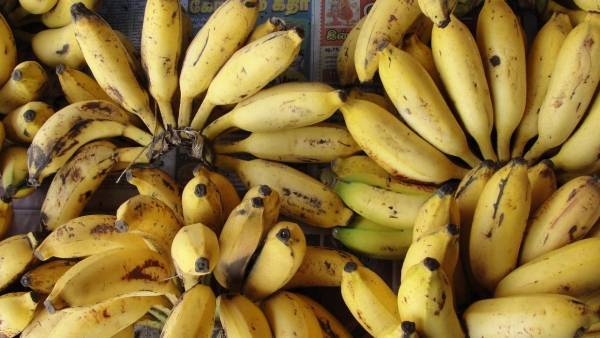 بـ 40 موزة.. الشرطة تستعيد سلسلة ذهبية من أمعاء لص هندي