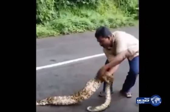 حقيقة اغرب من الخيال.. مزارع هندي يعصر ثعبان حي ليخرج عنزتين من فمه
