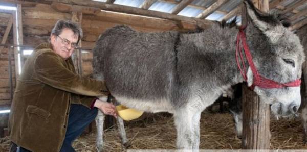 في هذه الدولة.. لتر لبن الحمير أغلى من برميل النفط!