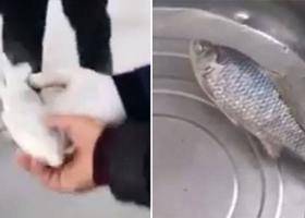 فيديو.. سمكة مجمدة تعود إلى الحياة بعد وضعها في الماء