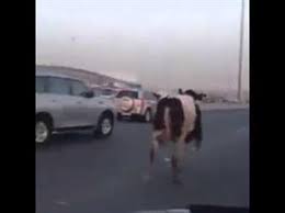 “بالفيديو” بقرة سائبة تتسبب في اختناق مروري بإحدى محافظات الكويت