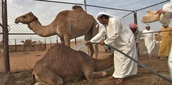 سعودية تطلب الطلاق من زوجها المسن: استمتع بـ”الناقة”