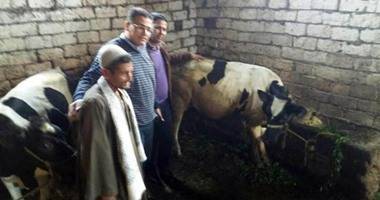 بعد ان اثارت ضجة كبيرة.. ماذا فعل صاحب البقرة المبروكة بمصر فيها؟؟!