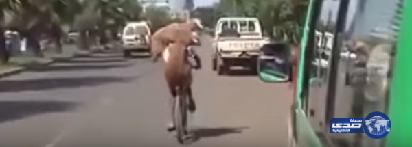 خروفين ودراجة .. فيديو مضحك