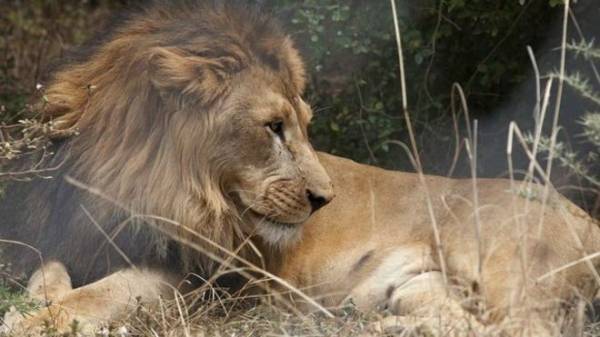 اكتشاف مستوطنة في إثيوبيا يعيش فيها أكثر من 100 أسد