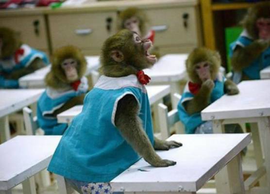 بالصور.. افتتاح أول مدرسة للقرود في العالم