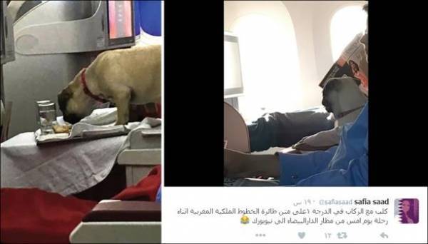 كلب يسافر حراً على متن الخطوط المغربية وبالدرجة الأولى