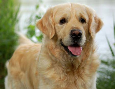 مالكو الكلاب أكثر سعادة من مالكي القطط  صور