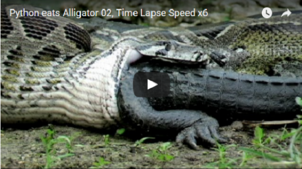 بالفيديو: شاهد ثعبان يبتلع تمساح ضخم بطريقة عجيبة جداً