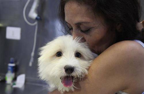 كلب يخدع صاحبه ويتظاهر بالموت حتى لا يستحم (فيديو)