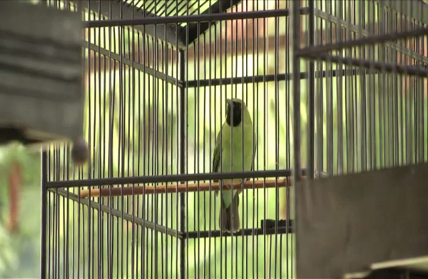 مسابقات لزقزقة العصافير تهدد ملايين الطيور في إندونيسيا