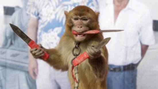 صور: القرود كوسيلة لجني الأرباح