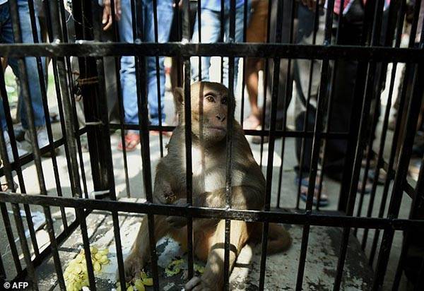 صور: الشرطة الهندية تعتقل القرد اللص