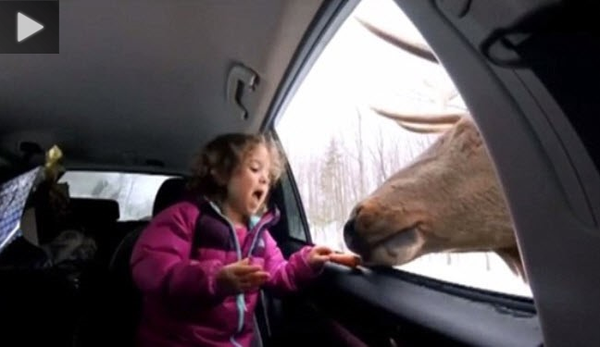 حيوان ضخم يدخل راسه من النافذة و...