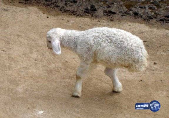 ولادة خروف “برجلين فقط” فى تركيا