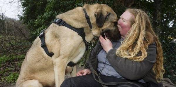 شاهد بالصور.. أضخم كلب في العالم طوله 7 أقدام!!