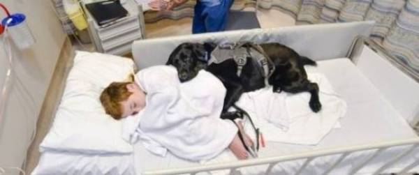 كلبٌ يرفض مفارقة طفل مريض في المستشفى والسبب..؟!