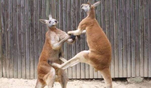 مشاجرة جماعية عنيفة لحيوانات كنغر..  شاهد الفيديو