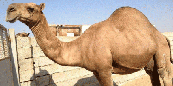 بالصور.. إنقاذ ناقة سقطت في بئر بالسعوديةا