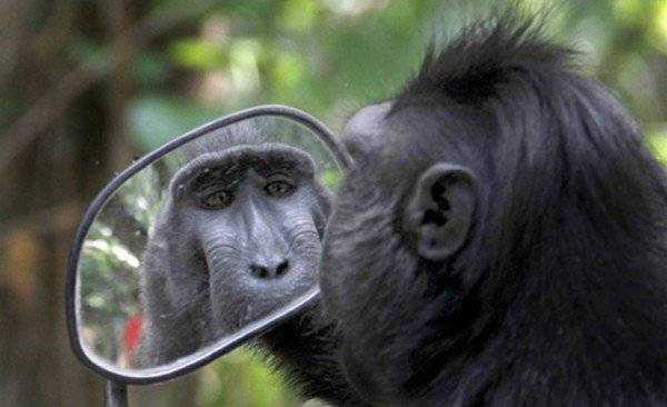 بالصور: ردّ فعل قرد شاهد نفسه بـ مرآة !