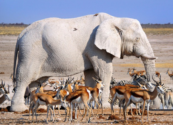 بالصور: حيوانات تعاني من حالة غريبة فشاهد كيف أصبحت