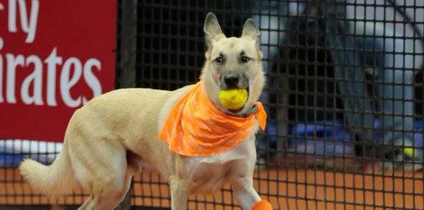 الكلاب بدلا من الفتيات في ملاعب التنس