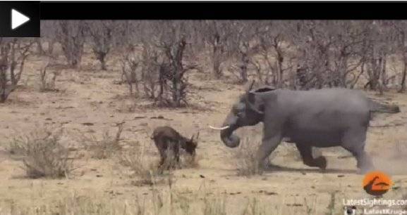 مصارعة عنيفة بين فيل وجاموس، فمن المنتصر؟