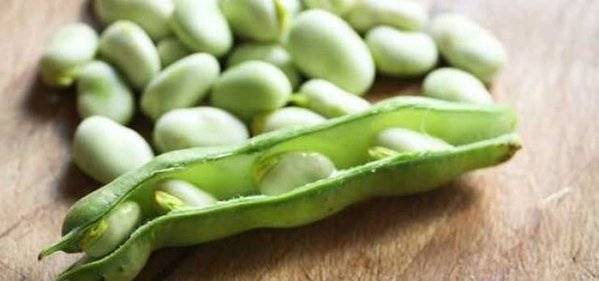 فوائد كثيرة ومذهلة للفول الأخضر لا يعرفها أحد!